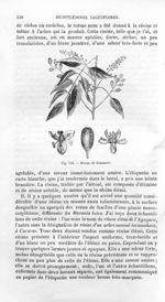 Résine de Gommart - Histoire naturelle des drogues simples, ou Cours d'histoire naturelle professé à [...]