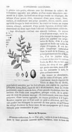 Jujubier - Histoire naturelle des drogues simples, ou Cours d'histoire naturelle professé à l'École  [...]