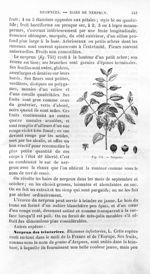 Nerprun - Histoire naturelle des drogues simples, ou Cours d'histoire naturelle professé à l'École s [...]