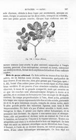 Gayac officinal - Histoire naturelle des drogues simples, ou Cours d'histoire naturelle professé à l [...]