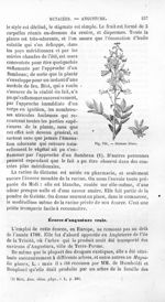 Dictame blanc - Histoire naturelle des drogues simples, ou Cours d'histoire naturelle professé à l'É [...]