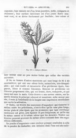Galipea officinal - Histoire naturelle des drogues simples, ou Cours d'histoire naturelle professé à [...]