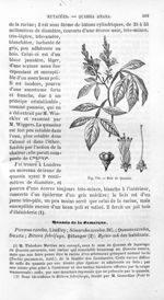 Bois de Quassia - Histoire naturelle des drogues simples, ou Cours d'histoire naturelle professé à l [...]