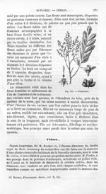 Simarouba - Histoire naturelle des drogues simples, ou Cours d'histoire naturelle professé à l'École [...]