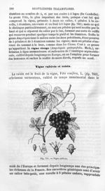Vigne cultivée - Histoire naturelle des drogues simples, ou Cours d'histoire naturelle professé à l' [...]