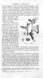 Guttifère - Histoire naturelle des drogues simples, ou Cours d'histoire naturelle professé à l'École [...]