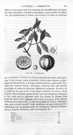 Gomme-gutte - Histoire naturelle des drogues simples, ou Cours d'histoire naturelle professé à l'Éco [...]
