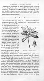 Cannelle blanche - Histoire naturelle des drogues simples, ou Cours d'histoire naturelle professé à  [...]