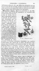 Millepertuis vulgaire - Histoire naturelle des drogues simples, ou Cours d'histoire naturelle profes [...]