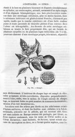 Oranger - Histoire naturelle des drogues simples, ou Cours d'histoire naturelle professé à l'École s [...]