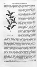 Thé - Histoire naturelle des drogues simples, ou Cours d'histoire naturelle professé à l'École supér [...]