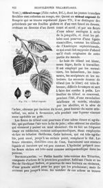 Tilleul argenté - Histoire naturelle des drogues simples, ou Cours d'histoire naturelle professé à l [...]