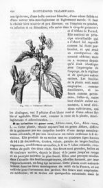 Guimauve officinale - Histoire naturelle des drogues simples, ou Cours d'histoire naturelle professé [...]