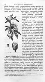 Ambrette - Histoire naturelle des drogues simples, ou Cours d'histoire naturelle professé à l'École  [...]