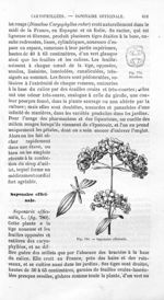 Dianthos / Saponaire officinale - Histoire naturelle des drogues simples, ou Cours d'histoire nature [...]
