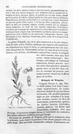 Polygala de Virginie - Histoire naturelle des drogues simples, ou Cours d'histoire naturelle profess [...]