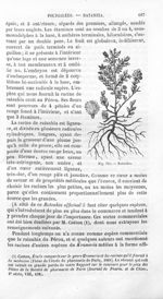 Ratanhia - Histoire naturelle des drogues simples, ou Cours d'histoire naturelle professé à l'École  [...]