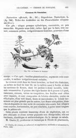 Cresson de fontaine - Histoire naturelle des drogues simples, ou Cours d'histoire naturelle professé [...]