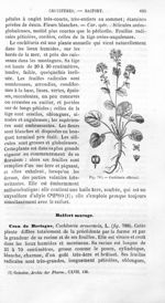 Cochléaria officinal - Histoire naturelle des drogues simples, ou Cours d'histoire naturelle profess [...]