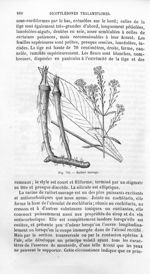 Raifort sauvage - Histoire naturelle des drogues simples, ou Cours d'histoire naturelle professé à l [...]