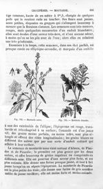 Moutarde noire / Moutarde blanche - Histoire naturelle des drogues simples, ou Cours d'histoire natu [...]