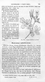 Grande chélidoine ou éclaire - Histoire naturelle des drogues simples, ou Cours d'histoire naturelle [...]