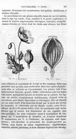 Pavot blanc / Pavot - Histoire naturelle des drogues simples, ou Cours d'histoire naturelle professé [...]