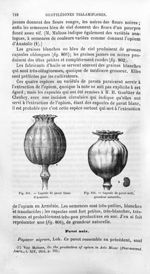Capsule de pavot blanc d'Arménie / Capsule de pavot noir, grandeur naturelle - Histoire naturelle de [...]