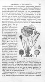 Nénuphar blanc - Histoire naturelle des drogues simples, ou Cours d'histoire naturelle professé à l' [...]