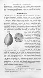 Nénuphar jaune - Histoire naturelle des drogues simples, ou Cours d'histoire naturelle professé à l' [...]