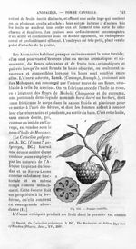 Pomme cannelle - Histoire naturelle des drogues simples, ou Cours d'histoire naturelle professé à l' [...]