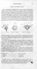 Anémone / Ficaria / Hépatique - Histoire naturelle des drogues simples, ou Cours d'histoire naturell [...]