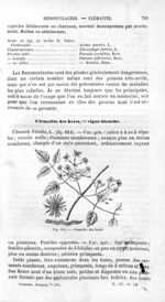 Clématite des haies - Histoire naturelle des drogues simples, ou Cours d'histoire naturelle professé [...]