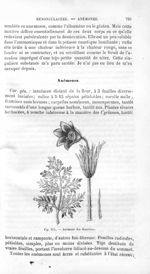 Anémone des fleuristes - Histoire naturelle des drogues simples, ou Cours d'histoire naturelle profe [...]