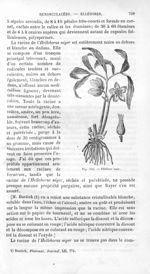 Ellébore noir - Histoire naturelle des drogues simples, ou Cours d'histoire naturelle professé à l'É [...]