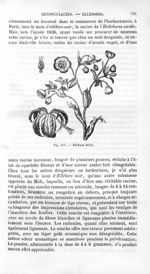 Ellébore fétide - Histoire naturelle des drogues simples, ou Cours d'histoire naturelle professé à l [...]