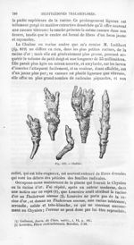 Chuline - Histoire naturelle des drogues simples, ou Cours d'histoire naturelle professé à l'École s [...]