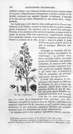 Staphisaigre - Histoire naturelle des drogues simples, ou Cours d'histoire naturelle professé à l'Éc [...]