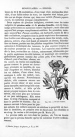 Pivoine femelle - Histoire naturelle des drogues simples, ou Cours d'histoire naturelle professé à l [...]