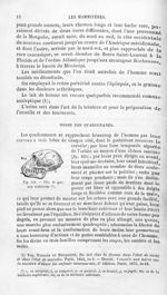 Tête de guenon callitriche - Histoire naturelle des drogues simples, ou Cours d'histoire naturelle p [...]