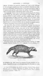 Civette - Histoire naturelle des drogues simples, ou Cours d'histoire naturelle professé à l'École s [...]