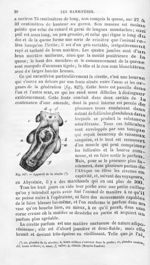 Appareil de la civette - Histoire naturelle des drogues simples, ou Cours d'histoire naturelle profe [...]