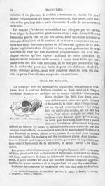Tête d'écureuil - Histoire naturelle des drogues simples, ou Cours d'histoire naturelle professé à l [...]