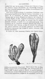 Castoréum d'Amérique - Histoire naturelle des drogues simples, ou Cours d'histoire naturelle profess [...]