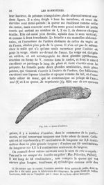 Queue d'ondatra - Histoire naturelle des drogues simples, ou Cours d'histoire naturelle professé à l [...]