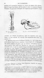 Pied de devant du cheval / Tête de cheval mâle - Histoire naturelle des drogues simples, ou Cours d' [...]