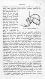 Estomac de mouton - Histoire naturelle des drogues simples, ou Cours d'histoire naturelle professé à [...]