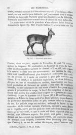 Chevrotain porte-musc - Histoire naturelle des drogues simples, ou Cours d'histoire naturelle profes [...]