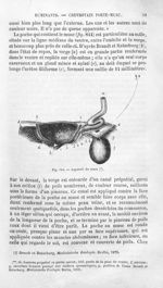 Appareil du musc - Histoire naturelle des drogues simples, ou Cours d'histoire naturelle professé à  [...]