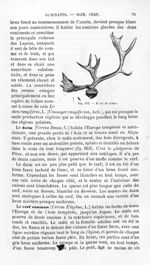 Bois de renne - Histoire naturelle des drogues simples, ou Cours d'histoire naturelle professé à l'É [...]